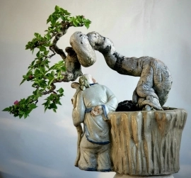 Hoa giấy bonsai rất già tay cành mịn đường thân đẹp