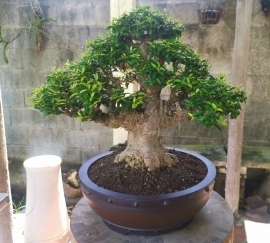 MAI CHIẾU THỦY  25 Cm