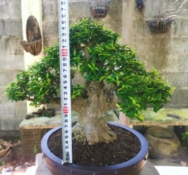 MAI CHIẾU THỦY  25 Cm