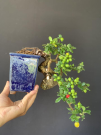 Hải châu hàng siêu phẩm