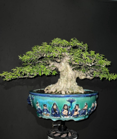 Vietnamese water jasmine bonsai tree