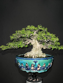 Vietnamese water jasmine bonsai tree