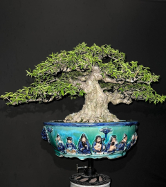 Vietnamese water jasmine bonsai tree