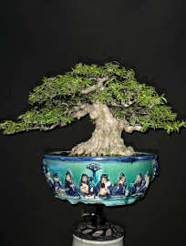 Vietnamese water jasmine bonsai tree