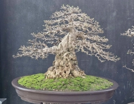 Vietnamese water jasmine bonsai tree