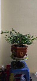 Vietnamese water jasmine tree