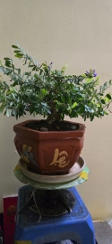 Vietnamese water jasmine tree