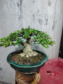 Vietnamese water jasmine