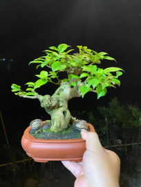 Bougainvillea mini tree