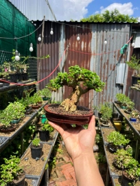 Premna mini tree