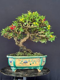 Scopolia nana mini tree