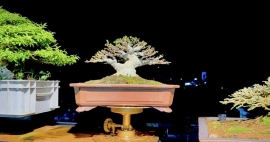 Vietnamese water jasmine bonsai artwork