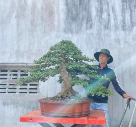 Scopolia nana bonsai tree