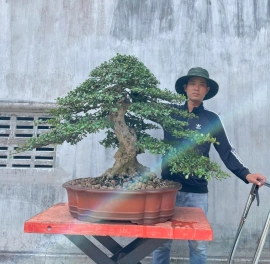 Scopolia nana bonsai tree