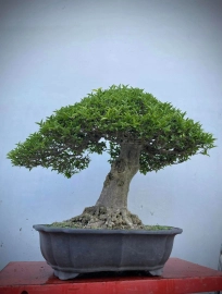 Vietnamese water jasmine bonsai tree