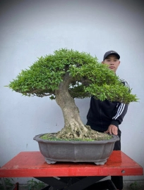 Vietnamese water jasmine bonsai tree