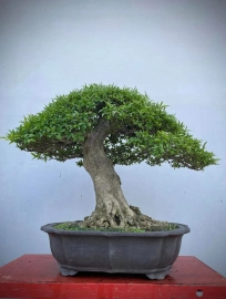 Vietnamese water jasmine bonsai tree