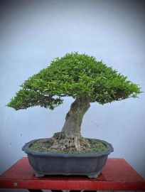 Vietnamese water jasmine bonsai tree