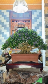 Vietnamese blue bell bonsai artwork