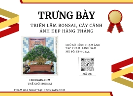 Tác phẩm linh sam