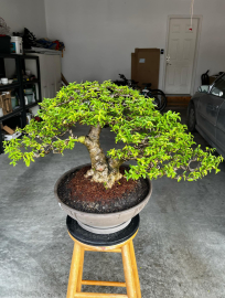 Vietnamese water jasmine in the Germany pot