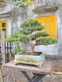 Budist pine tree (Podocarpus macrophyllus)