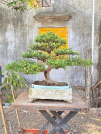 Budist pine tree (Podocarpus macrophyllus)