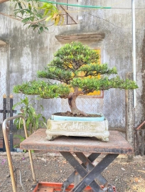 Budist pine tree (Podocarpus macrophyllus)