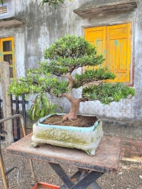 Budist pine tree (Podocarpus macrophyllus)