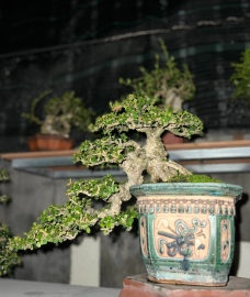 Antidesma acidum bonsai tree