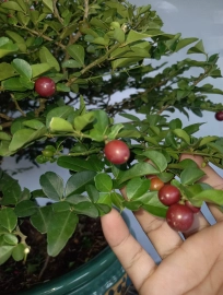 Mature Triphasia trifolia tree with fruits