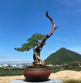 My Vietnamese blue bell bonsai artwork