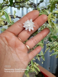 Vietnamese water jasmine