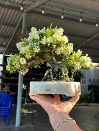 Scopolia nana tree full of flowers