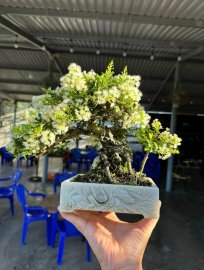 Scopolia nana tree full of flowers