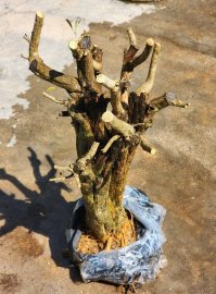 Vietnamese blue bell tree