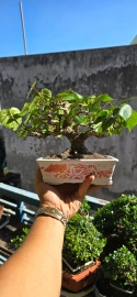 Taiwan waru tree in the new pot