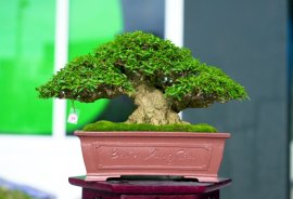 Vietnamese water jasmine bonsai tree