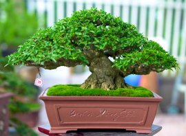 Vietnamese water jasmine bonsai tree