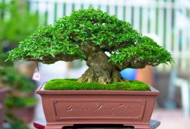 Vietnamese water jasmine bonsai tree