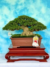 Vietnamese water jasmine bonsai tree