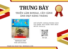 Mai chiếu thủy mini