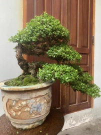 Scopolia nana bonsai tree