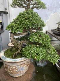 Scopolia nana bonsai tree