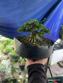 Premna bonsai tree