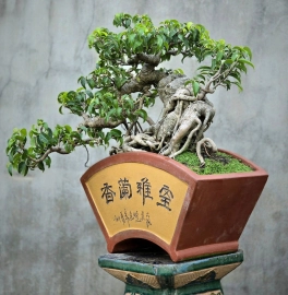 Ficus benjamina tree