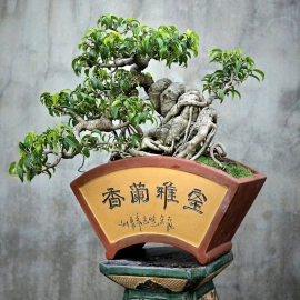 Ficus benjamina tree