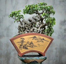 Ficus benjamina tree