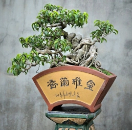 Ficus benjamina tree