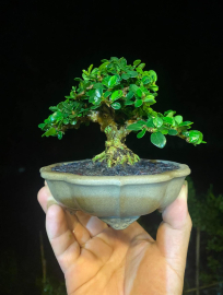 Antidesma acidum mini tree